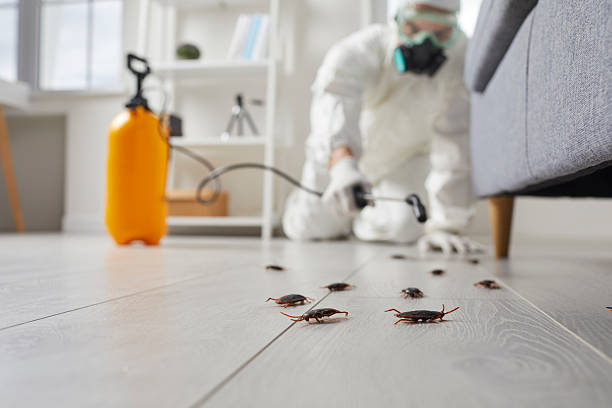Post-Treatment Bed Bug Interceptor Monitoring in Attica